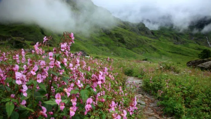 Valley of Flowers